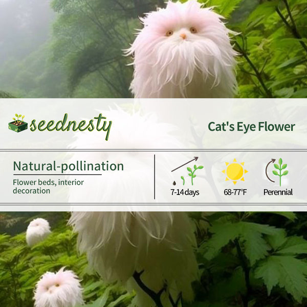 Cat's Eeye Dazzle Seeds×Pink Long Hair