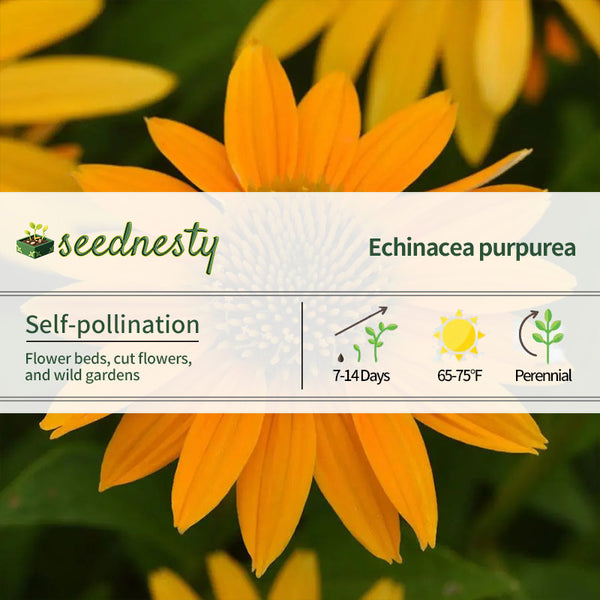 Artisan Collection Yellow Ombre Echinacea Seeds