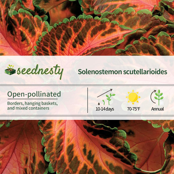 Wizard Coral Sunrise Coleus Seeds