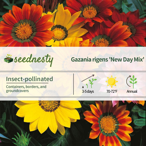 New Day Mix Hybrid Gazania Seeds