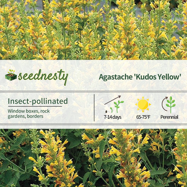 Kudos 'Kudos Yellow' Hummingbird Mint Seeds