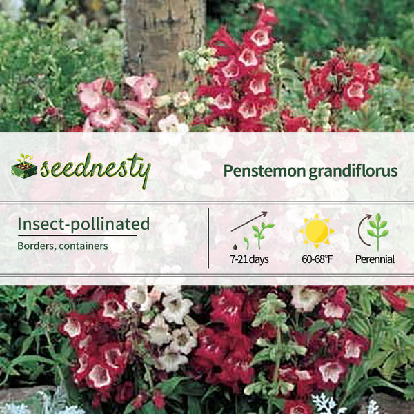 Esprit Mix Penstemon Seeds