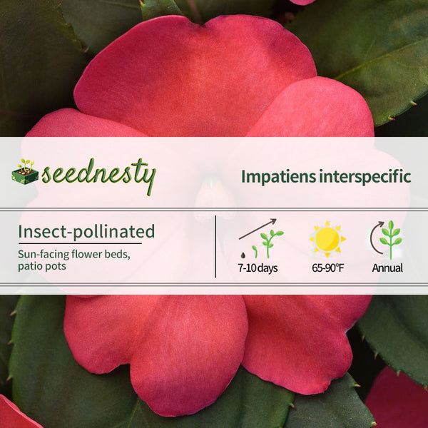 Solarscape XL Salmon Glow Interspecific Impatiens Seeds