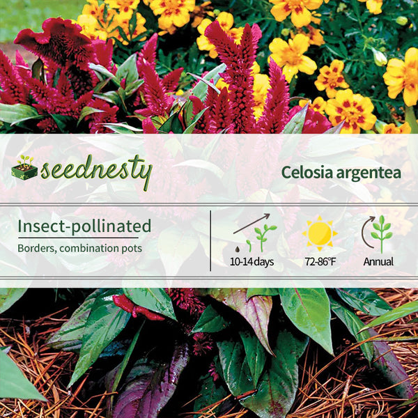 Kosmo Purple Red Celosia Seeds