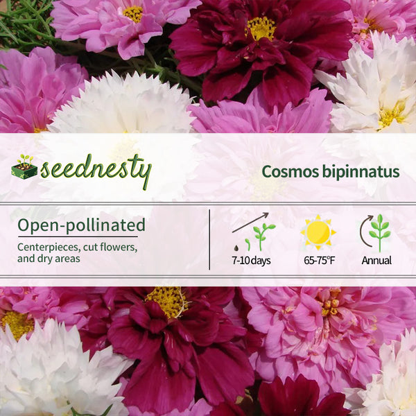 Double Click Mix Cosmos Flower Seeds