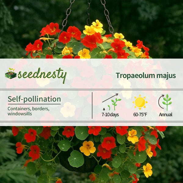 Fragrant Giants Nasturtium Seeds