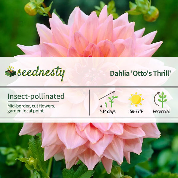 'Otto's Thrill' Decorative Dahlia Seeds