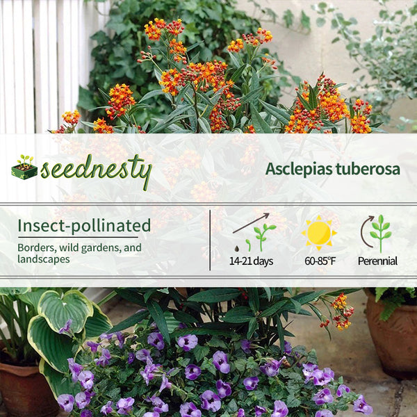 Asclepias Gay Butterfly Milkweed Seeds