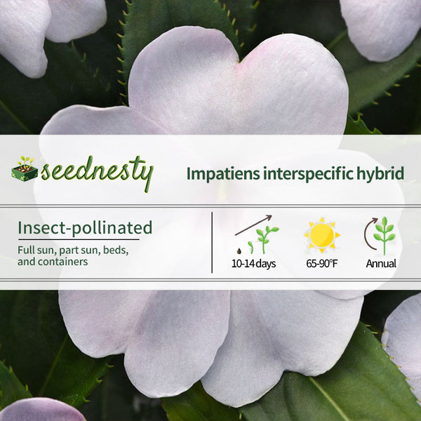 Solarscape White Shimmer Interspecific Impatiens Seeds