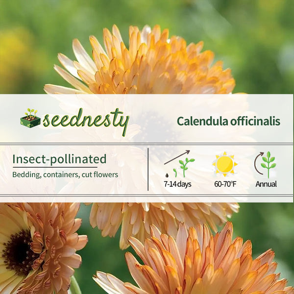 'Pacific Beauty Mix' Calendula Seeds