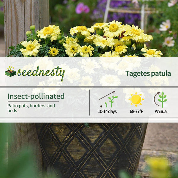 'Daisy Wheel Lemon' Marigold Seeds
