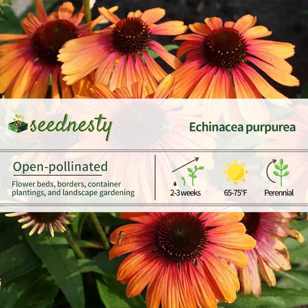 Echinacea Butterfly Rainbow Marcella Coneflower Seeds