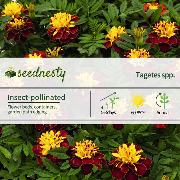 Super Hero Spry Marigold Seeds