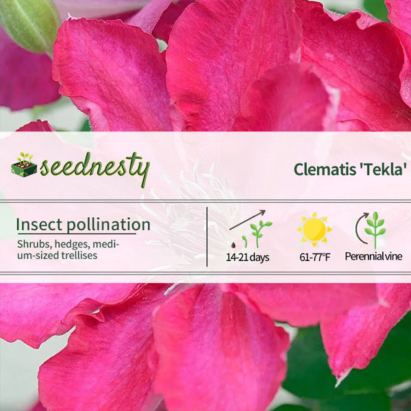Clematis Tekla Garland Seeds