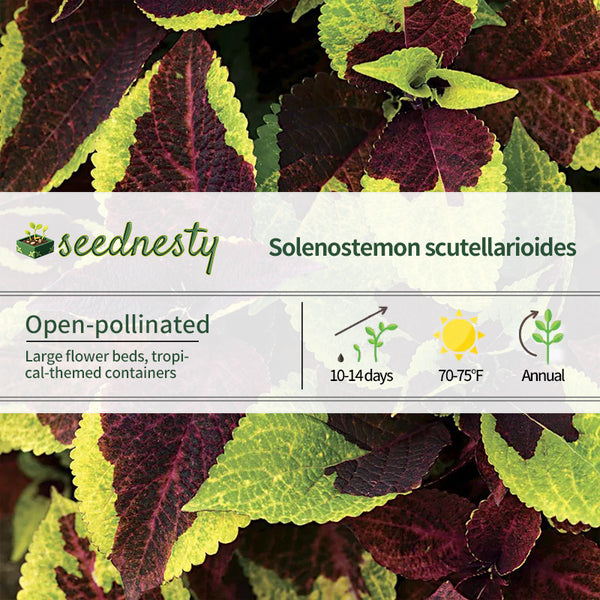 Pineapple Surprise Premium Sun Coleus Seeds