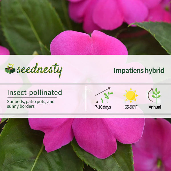 Solarscape XL Pink Jewel Hybrid Impatiens Seeds