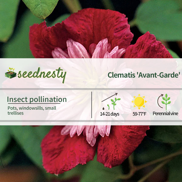 Avant-Garde Clematis Seeds