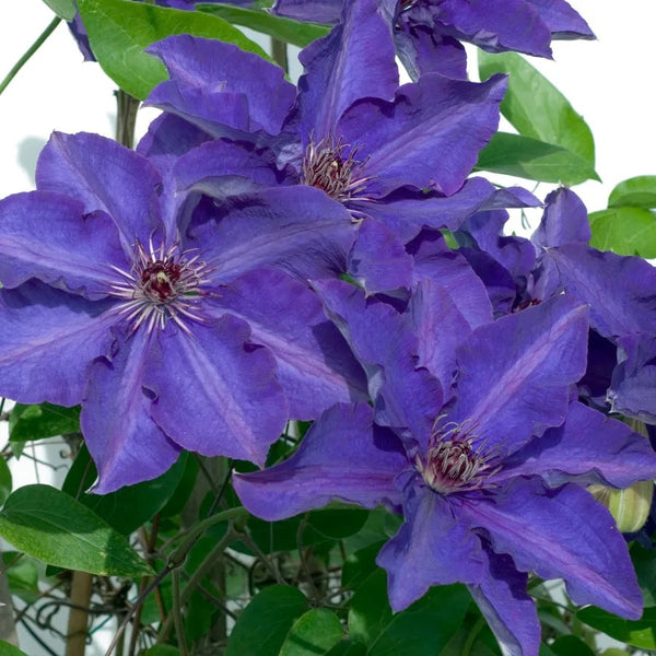 Clematis 'The President' Seeds