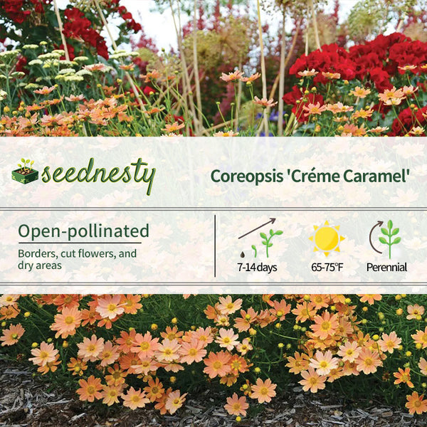 Coreopsis Créme Caramel Tickseed Seeds