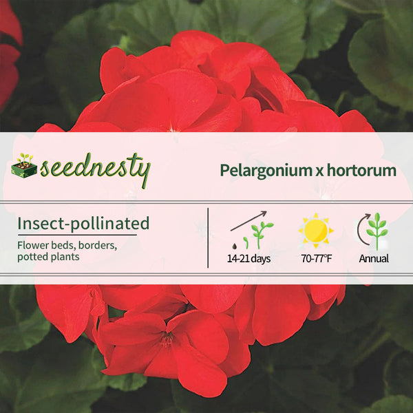 Maverick Red Hybrid Geranium Seeds