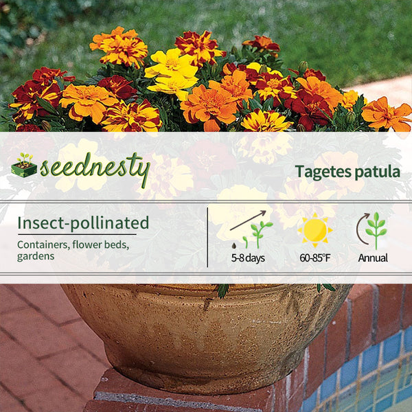 Durango Outback Mix Marigold Seeds