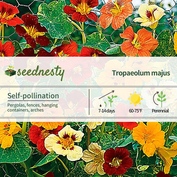 Jewel of Africa Nasturtium Seeds