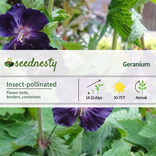 Geranium 'Raven' Seeds