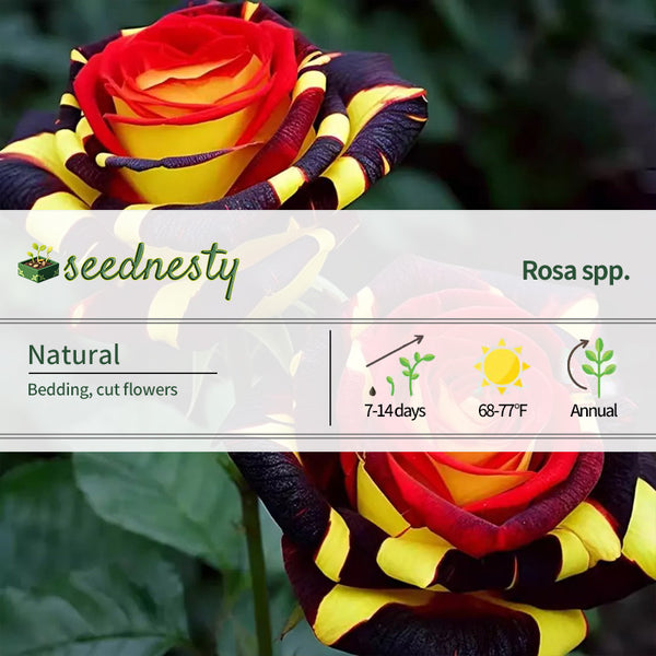 'Ice Fire Bird' Rose Seeds