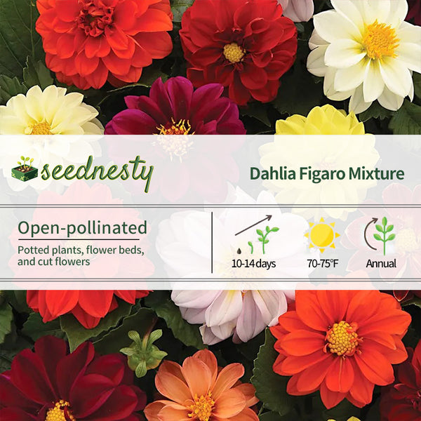 Figaro Mixture Dahlia Seeds
