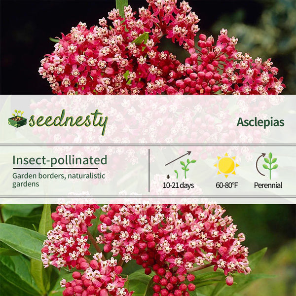 Asclepias Pink Milkweed Seeds