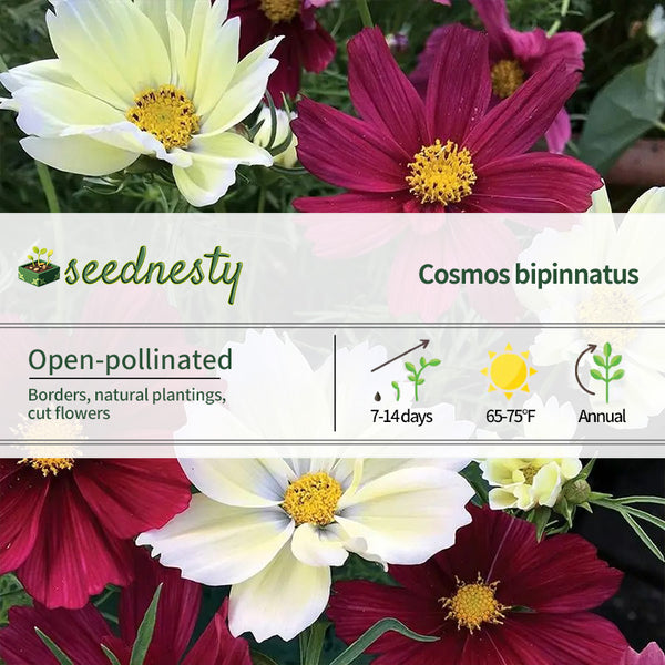 Cherry Pie Blend Cosmos Seeds