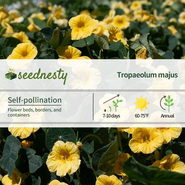 Baby Yellow Nasturtium Seeds