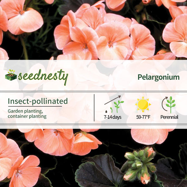 Black Velvet Salmon Hybrid Geranium Seeds