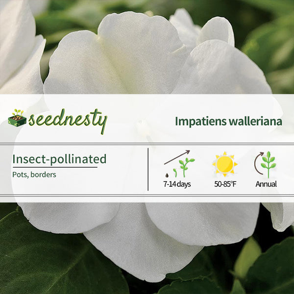 Xtreme White Hybrid Impatiens Seeds