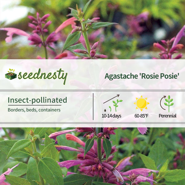 Agastache 'Rosie Posie' Hyssop Seeds