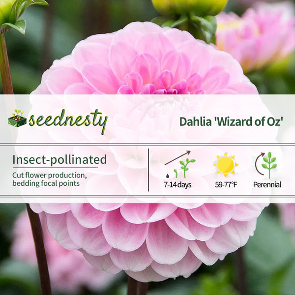 Dahlia Wizard of Oz Pompon Dahlia Seeds