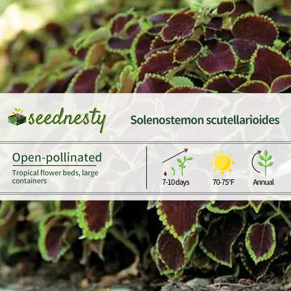 Chocolate Mint Coleus Seeds