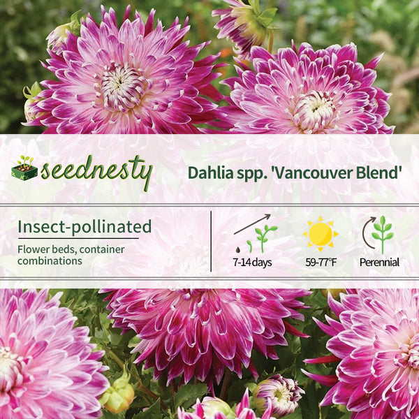 Dahlia Vancouver Blend Seeds