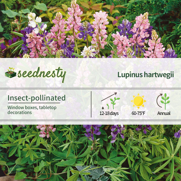 Dwarf Pixie Lupine Mix Seeds