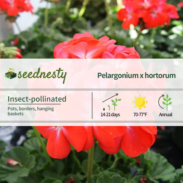 Geranium Nano Scarlet Seeds