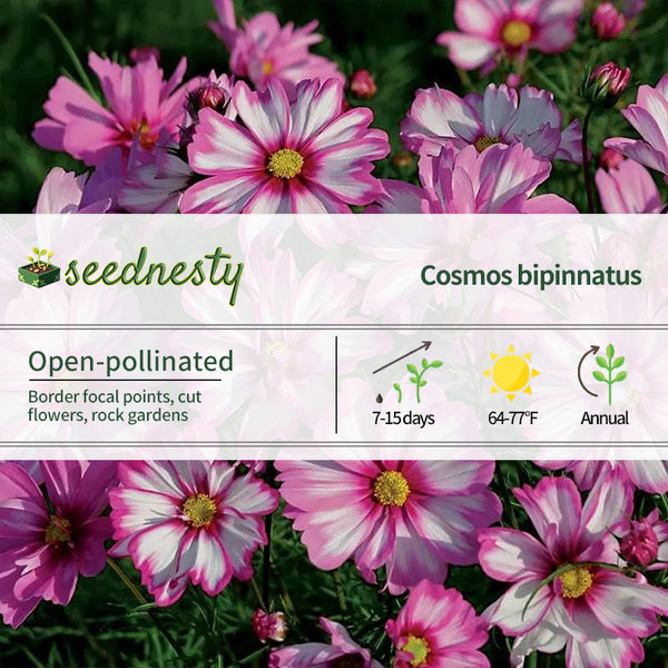 'Capriola' Cosmos Seeds