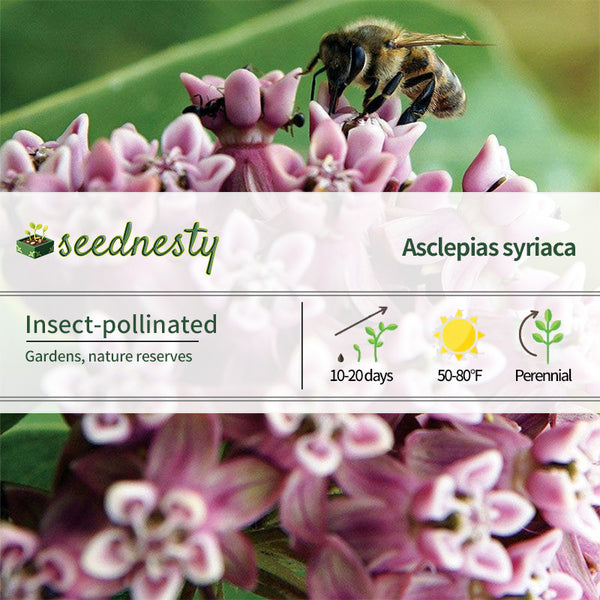 Common Milkweed Heirloom Seeds