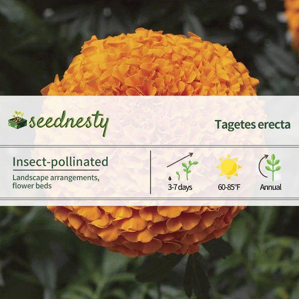 Inca II Deep Orange Hybrid Marigold Seeds