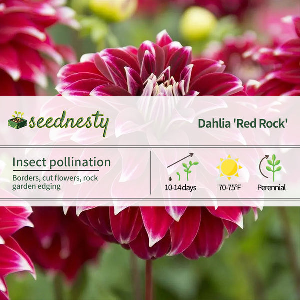 Dahlia 'Red Rock' Seeds