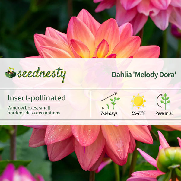 Melody Dora Decorative Dahlia Seeds