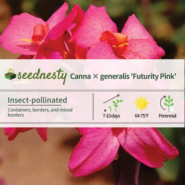 Canna Pink Futurity Canna Lily Seeds