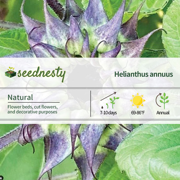 Sunflower Seeds - SunFill Purple