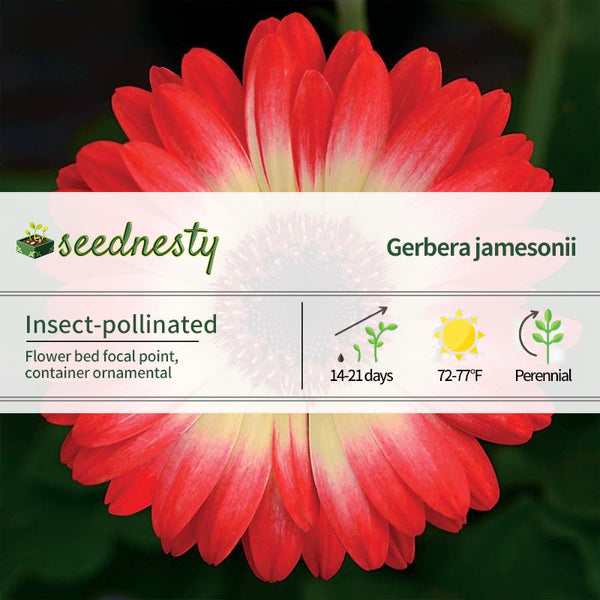 Revolution Bicolor Red Lemon Gerbera Daisy Seeds