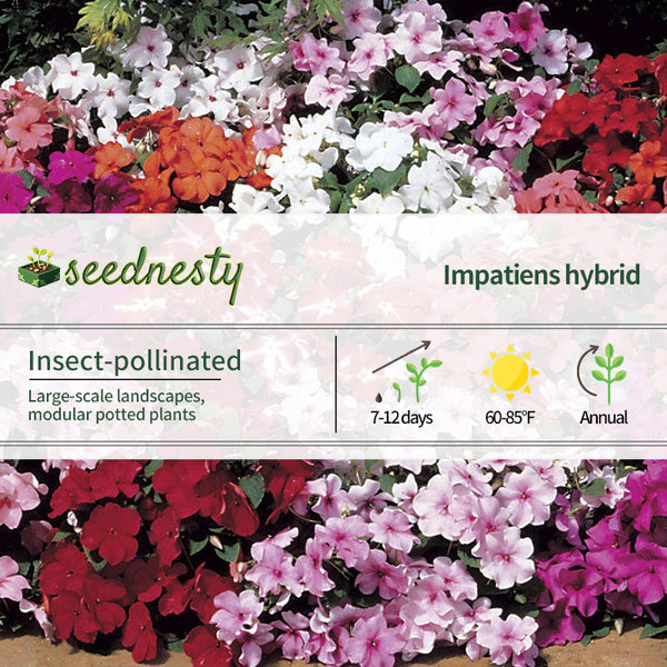 Accent Mix Hybrid Impatiens Seeds
