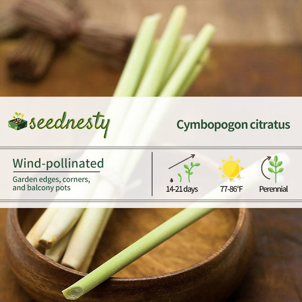 Lemongrass Seeds